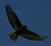 Raptors_-_Red-tailed_Hawk_dark_morph_killer_image_10-11-07_edited-627x557.webp