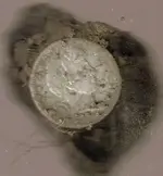 coins159.webp