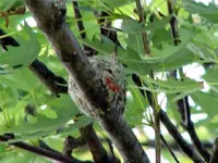 hb nest1.webp