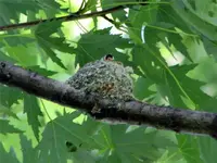 hb nest2.webp