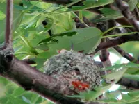 hb nest3.webp