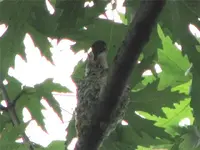 momma feeding.webp