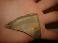 sherd1.webp