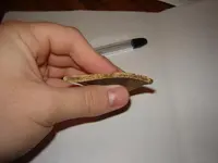 sherd6.webp
