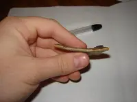 sherd7.webp