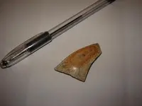 sherd11.webp