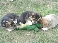 DogPackA11.webp