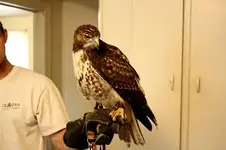 redtailaa.webp