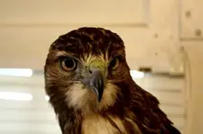 redtailbb.webp