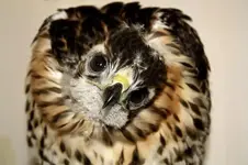 redtailcc.webp
