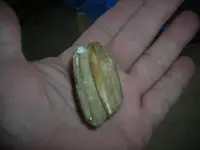 DSCN5000.webp