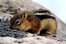 groundsquirrel1.webp