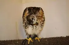 redtail1.webp
