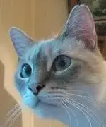 puma cheeks.webp
