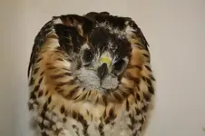 redtail2.webp