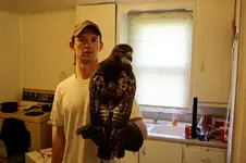 redtail3a.webp