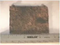 sisk buckle back.webp