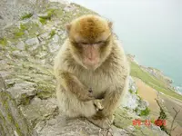 Gibraltar50a.webp