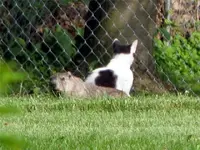 hog and cat.webp