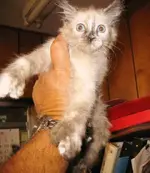 kitty2.webp