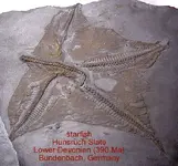 starfishHunsruck.webp