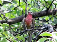 super finch.webp