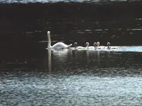 mom and ugly cygnets.webp