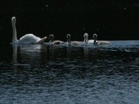 swan lake.jpg