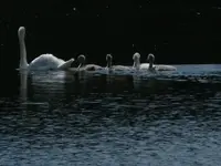 swan lake.webp