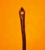 Needle 003.webp