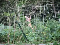 deer summer 001.webp