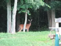 deer summer 003.webp