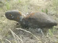 turtle2.webp