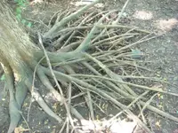 Treasurefiend Rootmaster.webp