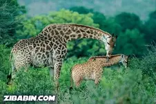 a7.webp