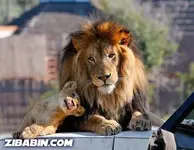 Lion.webp