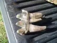my fossils 334.webp