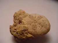 my fossils 477.webp