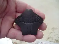 my fossils 478.webp