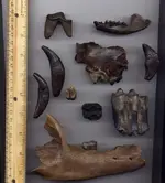 my fossils 589.webp