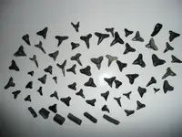P1020218.webp