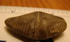 fossil.webp
