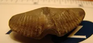 fossil4.webp