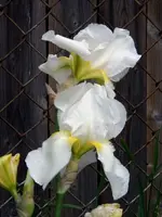 odiferous white iris.webp