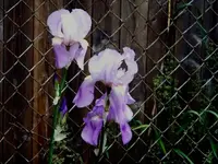 purty flowers.webp
