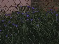 plentiful spiderworts.webp