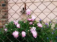 some more.webp