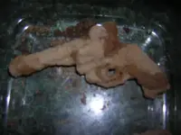 DSCN5456.webp