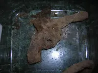 DSCN5458.webp
