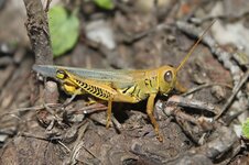 yellow grasshopper2.JPG